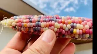 Milho Colorido Gema de Vidro 
