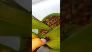 Мой зигопеталум будет жить!!!