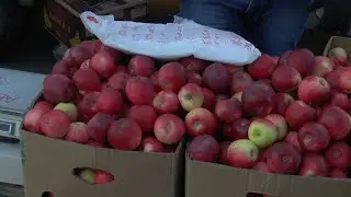 28 октября в Бузулуке пройдет сельскохозяйственная ярмарка