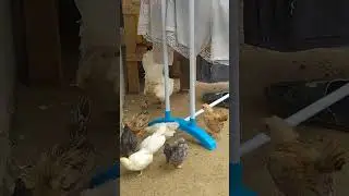 Anakan yang di Adop Jantan