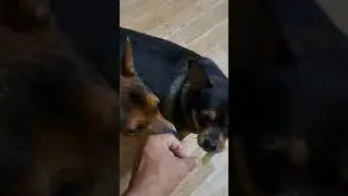 Kì lạ cô chó phốc hươu chỉ thích ăn chay
