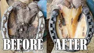 Full Horse Hoof Restoration - FARRIER ASMR 🐎🐎🐎