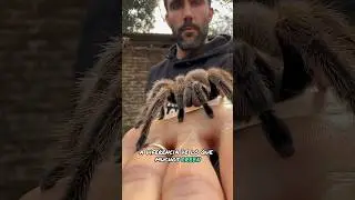 ¡TARÁNTULAS!
