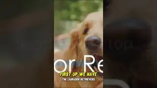 Snack Thieves: Top 7 Dog Breeds Most Likely to Steal Your Snacks