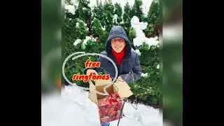 Konis Hupen Weihnachtsgeschenk
