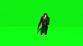 Chimpanzee Smoke and play guitar green screen