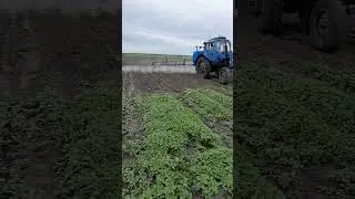 обработка картофеля 2024 год #farming #agriculture