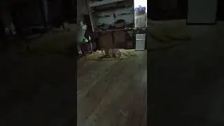 OQUE QUE VOCÊ QUER LUNA??? ME DIZ