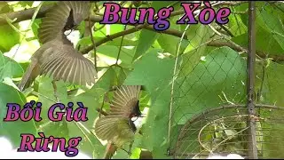 Bẫy Chim Chào Mào Bổi Mới Nhất. Gặp Chiến Binh Già Rừng Tố Chất Bung Xòe Cứng, Mau Mỏ Lông Mỏng Đẹp.