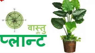Vastu Tips Part-2 + Lucky Plants 🌲🌴🌳🌿🍀🌸