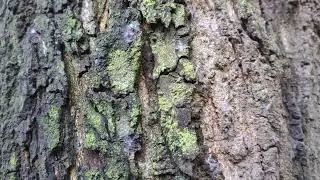 tree sill