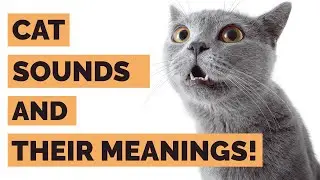 Different Cat Sounds And Their Meanings | Cat Sounds Explained With Real Cat Noises!