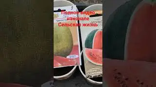 Огурцы Арбузы Дыни #сельскаяжизнь