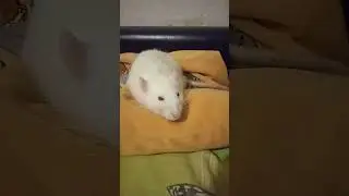 Крыске  уже ни чем не помочь.