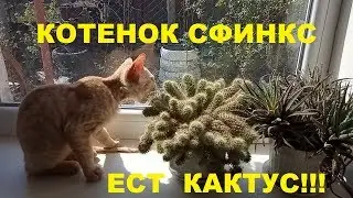 Кот сфинкс ест кактус. Cat eats cactus.# 163.