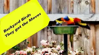 Backyard Birds  🪶 They got the moves.🥋🪭