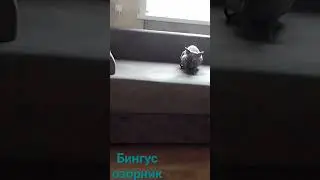 два кота  Мурзик и Бингус