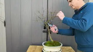 Winter Pruning Burning Bush Bonsai