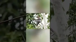 Hoatzin Explained... 🦜🌿🎋🔥🎋 #explained#nature#science#birds#fruit #vegetable#bamboo#canopy#fyp#1m#sub