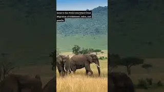 Maasai Mara, Kenya: A Journey Through the Heart of the African Savanna