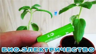 Выращиваем БИО БАТАРЕЙКИ на грядке КАК ОГУРЧИКИ  