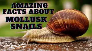 Amazing Facts About Mollusk Snails