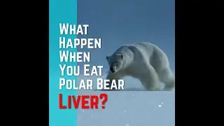 What Happen, When You Eat Polar Bear Liver? | Unknown Polar Bear Fact #shorts