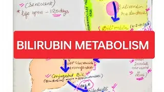 #Bilirubin metabolism at a glance  #robbins / #LIVER PATHOLOGY series PART 2