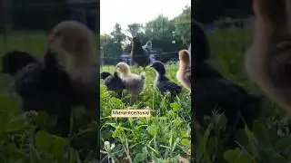 цыплята с мамой