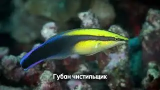 Губан чистильщик
