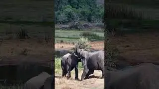 Elephants Play Fight At Tembe