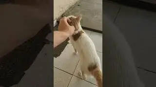 Meet Sunny 45- Homeless cats Greece 2024 - rapid interventions. #animals #cat #homeless #helpcats