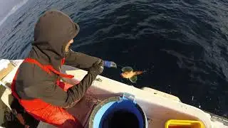 Longline fishing