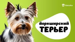 🌻  Йоркширский терьер  🌻 виды йорков 🌻