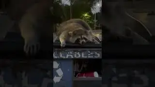 1 million Racoon