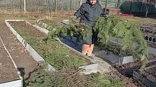 Открываю чеснок