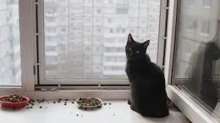 Жительница Днепра дает шанс на новую жизнь собакам и кошкам