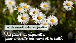 La pâquerette de nos jardins, un trésor médicinal et gourmand à portée de main