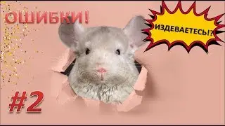 Грубые ошибки содержания ШИНШИЛЛ!#2