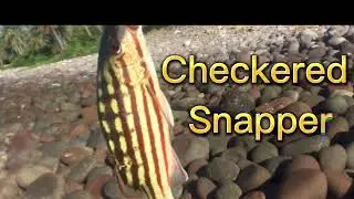 FISH ON [Checkered Snapper]