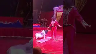 Circus 🎪Fenix #circus #show #funnyvideo #pig #piggy #trainedpig