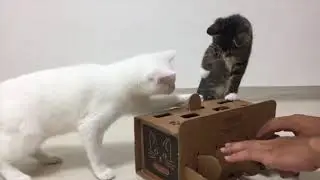 Cat Punch BOX DIY Tutorial