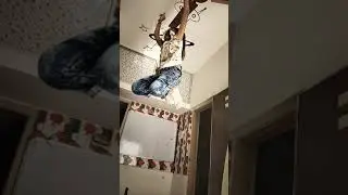 Dil Hai Chhota Sa Chhoti Si Asha