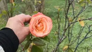 Solstizio d'inverno 2022 allo spazio Ubuntu aggiornamento orto-giardino.