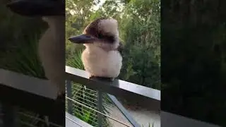 Adorable Baby Kookaburra Demonstrates its Signature Laugh || ViralHog
