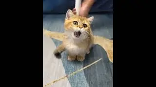 Cara Membuat Kocheng Oyen