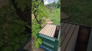ПЧЁЛЫ