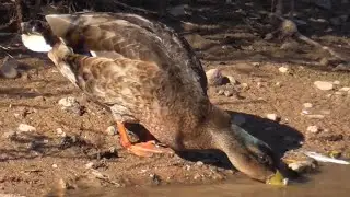 Mallard 🦆 ❌🎥 just relaxing by the water’s edge  🟠  🦆 👀. @redfox111  🚶‍♂️