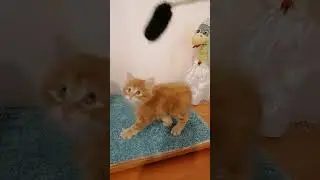 Котята курильских бобтейлов. Родились 24.03.23. Готовы для резерва