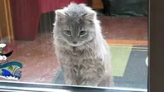 Simon's Cat - Let me In by my cat Kuzia